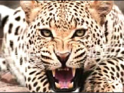 two injured in leopard attack | बिबट्या शिरला घरात, हाकलून लावण्याच्या प्रयत्नात दोनजण जखमी