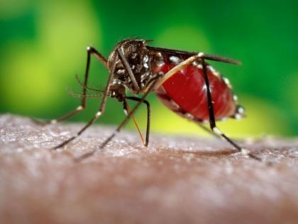 East Vidarbha dengue, malaria rampant throughout the year | पूर्व विदर्भ डेंग्यू, मलेरियाने वर्षभर फणफणला