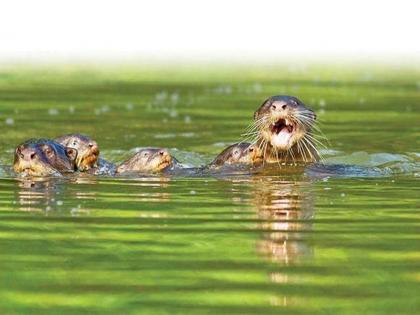 For the first time in Vidarbha, record of rare otar | विदर्भात पहिल्यांदाच झाली दुर्मीळ पाणमांजराची नोंद