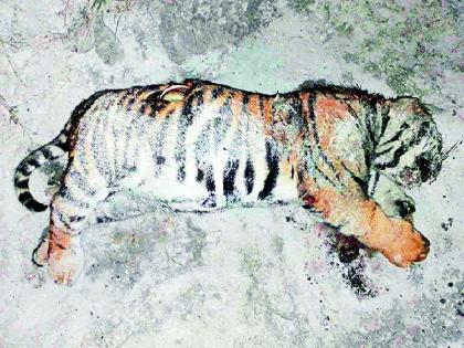 Two tigers found dead in Chandrapurs sawli tehsil and morwa area | चंद्रपूर जिल्ह्यात एकाच दिवशी वाघाच्या दोन दुर्दैवी घटना