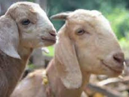 Two fights over a poor goat in yavatmal district | बिचाऱ्या बकऱ्यामुळे दोन ठिकाणी हाणामारी