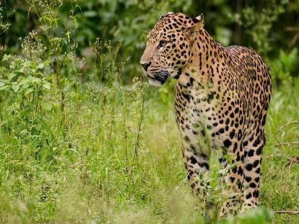 four arrested while smuggling leopards skin | बिबट्याच्या कातडीची तस्करी करणारे चौघे वनविभागाच्या गळाला; कातडी जप्त