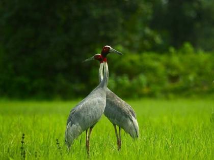 set up of bird divers for preservation and conservation of the Sarus crane bird | सारस संवर्धनासाठी ताडोबाच्या धर्तीवर लावणार ‘बर्ड डायव्हर्स’