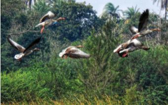 Administration's indifference to biodiversity records | जैवविविधता नोंदीबाबत प्रशासनाची उदासीनता