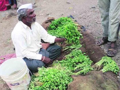 OMG! coriader at Rs 50 in Pune; Fruit and vegetable prices rise again | अबब... कोथिंबीर गड्डी 50 रुपये; फळभाज्यांचे दर पुन्हा तेजीत