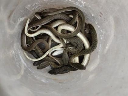 98 snakes were found while removing the drum in Bathroom construction | घरात बाथरुमचे बांधकाम करायला काढले; ड्रम हटविताच आढळले ९८ साप