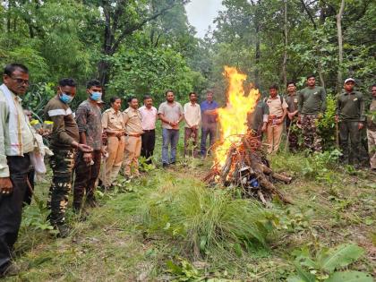 Two tiger cubs found dead, incident in Pawni buffer area of Pench | मृतावस्थेत आढळले वाघाचे दाेन शावक, पेंचच्या पावनी बफर क्षेत्रातील घटना