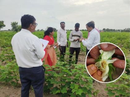 Attack of pink bollworm on cotton, farmers take timely measures | कपाशीवर गुलाबी बोंडअळीचा अटॅक, शेतकऱ्यांनो वेळीच करा उपाययोजना