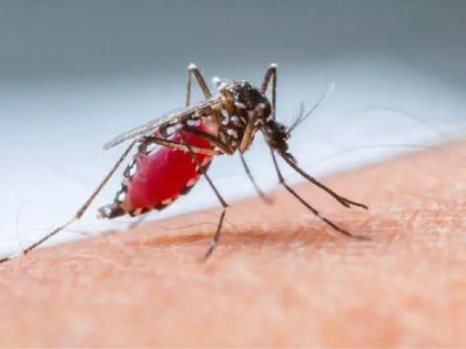 In Nagpur, suspected dengue patients raise 'fever', 224 dengue positive patients reported | नागपुरात डेंग्यू संशयित रुग्णांनी वाढविला ‘ताप’, २२४ डेंग्यू पॉझिटीव्ह रुग्णांची नोंद 