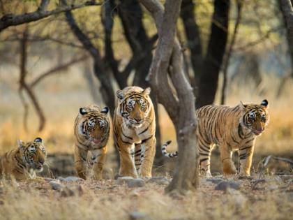 International Tiger Day : The growing number of tigers in the declining forest area is a cause for concern | कुणी वाघ घेता का वाघ...! घटत्या जंगलात वाढत्या संख्येमुळे काैतुकासाेबत चिंताही