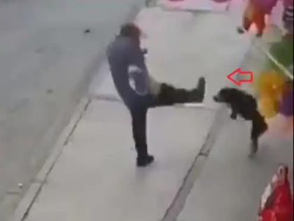 Man hit leg dog then what happened with man see viral video | कुत्र्याला लाथ मारायला गेला अन् असं काही करून बसला; पाहा व्हायरल व्हिडीओ