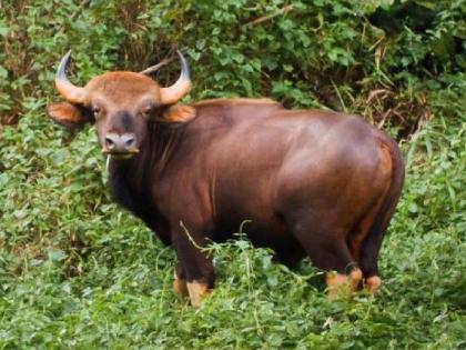 Both injured in gaur attack in Yelur sangli | येलूरमध्ये गव्याच्या हल्ल्यात दोघे जखमी