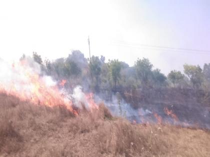 A fire in the forest department's Nursery at Yeldari; Thousands of saplings burnt | येलदरी येथे वन विभागाच्या रोपवाटिकेला आग; हजारो रोपटे जळाली