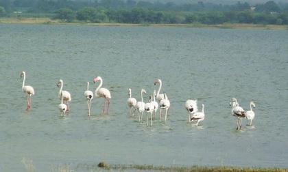 Arrival of Foreign Flamingo bird at Yeralwadi Dam satara District | थंडीची चाहूल लागताच परदेशी पक्षाचे आगमन, येरळवाडी धरणात फ्लेमिंगोचे दर्शन