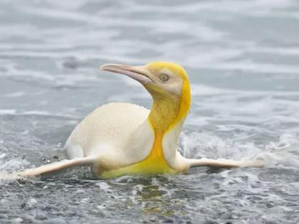 Rare yellow penguin spotted by photographer on Island Trip in South Georgia | दुर्मीळ! फोटोग्राफरला दिसला पिवळा पेंग्विन; फोटो पाहून तुम्हीही म्हणाल 'लय भारी'