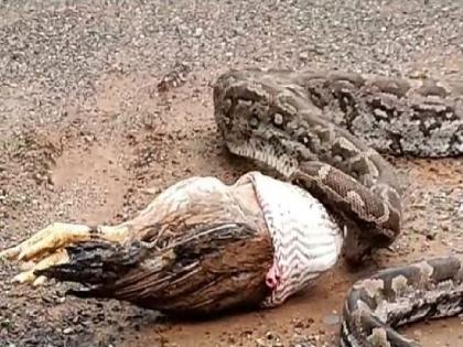 video of a python viral on social media of hunting a chicken in police station | कोंबडीची शिकार करुन अजगर पोलिस ठाण्यात, व्हिडीओ सोशल मीडियावर व्हायरल