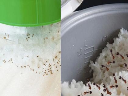 Effective Home Remedies To Keep Ants Away : चपातीच्या डब्याला किंवा ...