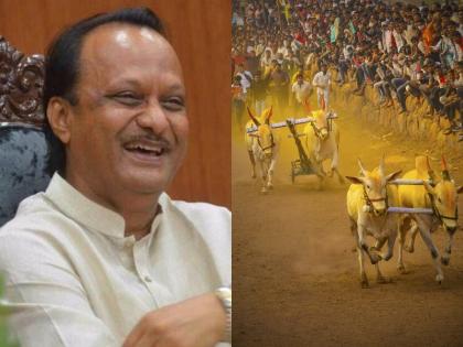 The Farmers won the long battle; Ajit Pawar was overwhelmed by the Supreme Court decision about Bullock cart race | शेतकऱ्यांनी प्रदीर्घ लढाई जिंकली; सुप्रीम कोर्टाच्या निर्णयानं उपमुख्यमंत्री अजित पवार भारावले