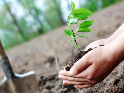 Two lakh trees planted for 'urban forest' | ‘शहरी जंगलां’साठी दोन लाख वृक्षांची लागवड