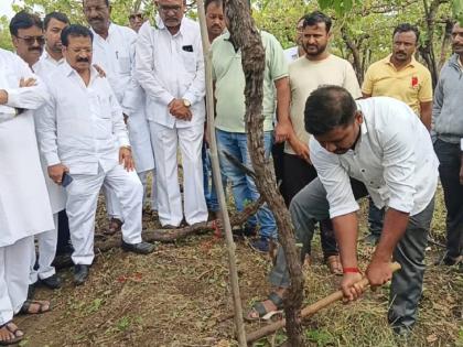 In front of former minister Jayant Patil, the farmer used an ax on the vineyard in nashik | माजी मंत्री जयंत पाटील यांच्यासमोरच शेतकऱ्याने द्राक्षबागेवर चालवली कुऱ्हाड