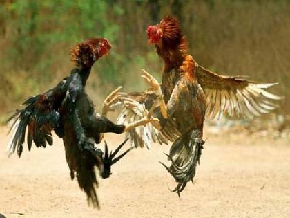 Chicken betting fights take place after Diwali in Bhandara district; but the administration still unaware | झुंजीसाठी वैनगंगेच्या पात्रात मालकांकडून कोंबड्याची जलक्रिडा