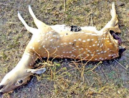 Four deer hunting at Virwade (Bu); One in the Forest Department | विरवडे (बु) येथे चार हरणाची शिकार; एक जण वनविभागाच्या ताब्यात