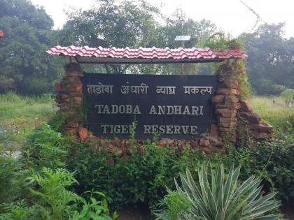 Tourist safaris in Tadoba Tiger Reserve will be expensive, new rates applicable from July 1 | ताडोबा व्याघ्र प्रकल्पातील पर्यटन सफारी महागणार, १ जुलैपासून नवे दर लागू