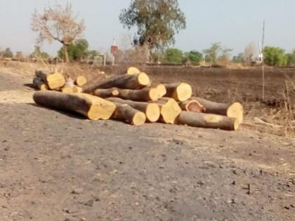 Unregulated trees in Malegaon taluka! | मालेगाव तालुक्यात विनापरवाना वृक्षतोड !