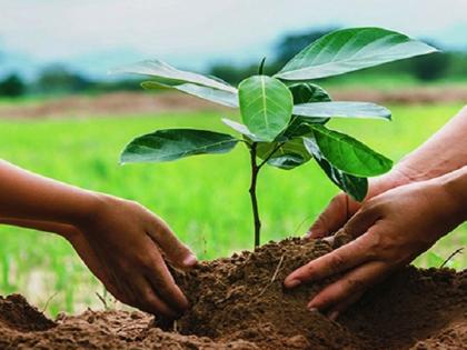 Plant trees win a prize of Rs 50000 in Sangli; A unique competition by Shivkisan Foundation | झाडे लावा, ५० हजार रुपयांचे बक्षीस मिळवा; सांगलीत शिवकिसान फाउंडेशनतर्फे अनोखी स्पर्धा