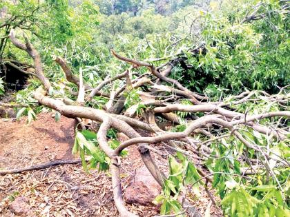 The storm hit gardeners in Talebazar and Wareri areas | वादळी वाऱ्याने तळेबाजार, वरेरी परिसरातील बागायतदारांना फटका