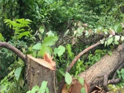25000 trees cut down in 3 years in Kolhapur district for roads | रस्त्यांसाठी कोल्हापूर जिल्ह्यात ३ वर्षांत २५ हजार वृक्षांची कत्तल 25000 trees cut down in 3 years in Kolhapur district for roads | रस्त्यांसाठी कोल्हापूर जिल्ह्यात ३ वर्षांत २५ हजार वृक्षांची कत्तल