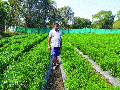 Scarcity of labor afflicts pepper growers in Dahanu | डहाणूतील मिरची उत्पादकांना भेडसावते मजुरांची टंचाई