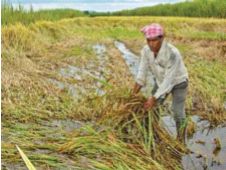 Wet drought in Vidarbha; The final percentage in West Vidarbha is 47 | विदर्भामध्ये ओला दुष्काळ; पश्चिम विदर्भात अंतिम पैसेवारी ४७