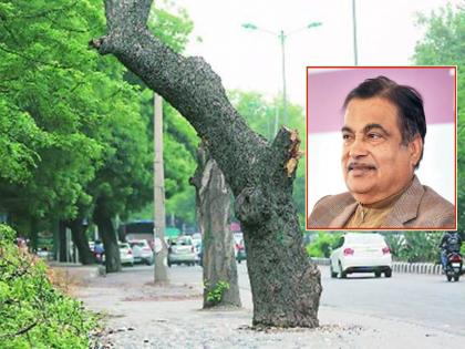 Gadkariji, listen to the wailing of the trees disappearing from the roads.. | गडकरीजी, बोडक्या रस्त्यांवरून गायब झाडांचा आक्रोश ऐका..