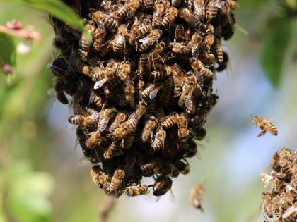 Biker killed on spot in bee attack; Incident on the road near Antraj village while coming towards Khamgaon | मधमाशांच्या हल्ल्यात दुचाकीस्वार जागीच ठार; खामगावकडे येताना अंत्रज गावालगतच रस्त्यावरील घटना