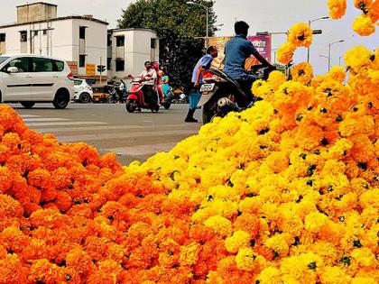 Marigold price 'crosses the line'; Record price of Rs 300 per kg; Buying enthusiasm continues in Dadar flower market | झेंडूच्या दराचे ‘सीमोल्लंघन’; किलोमागे विक्रमी ३०० रुपये भाव; दादर फूल मार्केटमध्ये खरेदीचा उत्साह कायम 