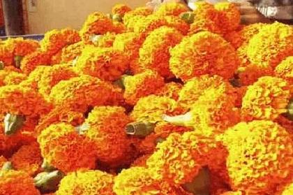 The price of marigold flowers fell | तुलसीच्या लग्नाला झेंडूचा भाव कोसळला, उत्पादकांच्या पदरी निराशा