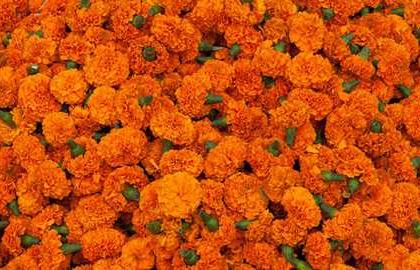 122 tonnes of marigold arrives at Pune market yard | पुण्यातील मार्केटयार्डात 122 टन झेंडूची आवक