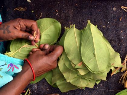 25 gram sabhas made Tendupatta collection agreement through self-determination | २५ ग्रामसभांनी केला स्वयंनिर्णयातून तेंदुपत्ता संकलन करार