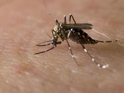 Origin of Zika virus Undiscovered The infection raised the doctor anxiety in pune city | Zika Virus In Pune: ‘झिका’ चे उगमस्थान सापडेना; संसर्गामुळे डॉक्टरांची चिंता वाढली