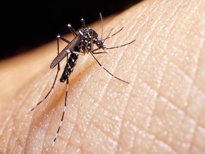 Zika infection in women and youth The number of patients in Pune is twelve | Zika Virus In Pune: महिला व तरुणाला झिका ची लागण; पुण्यात रुग्णांची संख्या बारावर