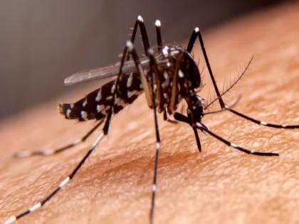 four more zika virus patients found in Pune Number of patients increased to 32 within a month | Zika Virus: पुण्यात ‘झिका’ चे आणखी चार रुग्ण आढळले; महिनाभरात रुग्णसंख्या ३२ वर