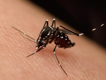 'Zika' came to Pune; Pimpri Chinchwadkars, take care of your health! A call to care for the municipality | पुण्यात आला ‘झिका’; पिंपरी चिंचवडकरांनो, तब्येत सांभाळा! पालिकेचे काळजी घेण्याचे आवाहन