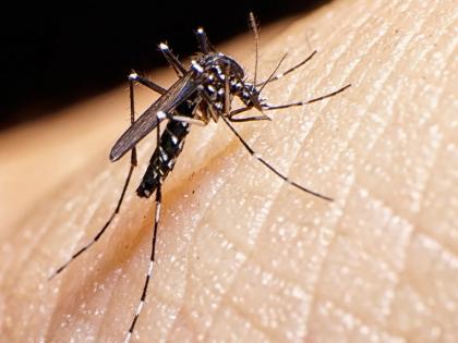 9 Zika patients in the state, 7 of them from Pune; 'This' causes infection | Zika virus| राज्यात झिकाचे ९ रुग्ण, त्यातील ७ जण पुण्याचे; 'या' कारणामुळे होतो संसर्ग