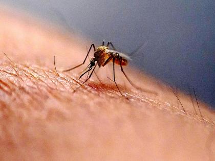 The threat of Zika is increasing in Maharashtra! 128 patients recorded, health department calls for vigilance | महाराष्ट्रात वाढतोय ‘झिका’चा धोका! १२८ रुग्णांची नोंद, सतर्कतेचे आरोग्य विभागाचे आवाहन