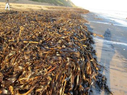 Shocking! Thousands of death animals suddenly carried to the beach, see PHOTOS | धक्कादायक! समुद्रकिनाऱ्यावर अचानक वाहून आले हजारो प्राण्यांचे मृतदेह, पाहा PHOTOS