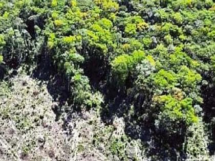 Anvayarth Article on Supreme Court declares Vidarbha Zudpi jungles as forest land | अन्वयार्थ: पोरकी झुडपी जंगले आणि विदर्भातला दुर्दैवी शेतकरी
