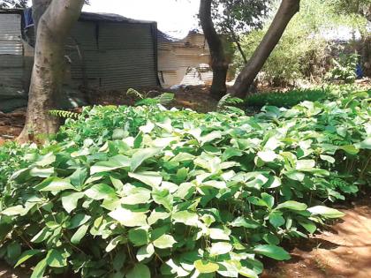 Forest department's nursery blossomed at Jummapatti in Kerala | नेरळमधील जुम्मापट्टी येथे वनविभागाची नर्सरी फुलली