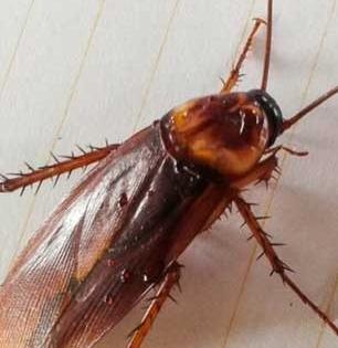 साखरेमध्ये मिक्स करून 'ही' गोष्ट घरात सगळीकडे शिंपडा, दिसणार नाही एकही झुरळ