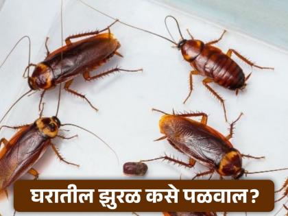 How to get rid of cockroach easily | घरातील झुरळ कसे बाहेर काढाल? जाणून घ्या सोपे उपाय!